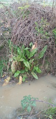 Rumex hydrolapathum