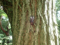 Prosopocoilus inclinatus inclinatus