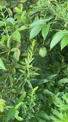 Passiflora incarnata