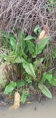 Rumex hydrolapathum
