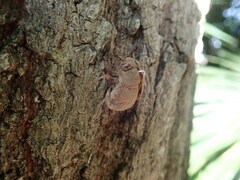 Platypleura kaempferi