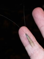 Triplectidinae