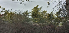 Acacia dealbata