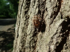 Platypleura kaempferi