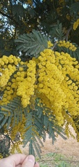 Acacia dealbata