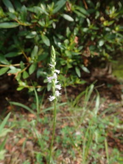 Spiranthes australis