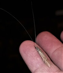 Triplectidinae