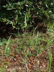 Spiranthes australis