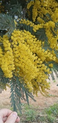 Acacia dealbata