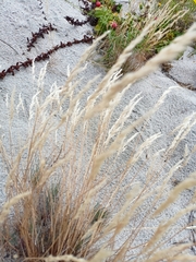 Corynephorus canescens