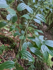 Cinnamomum subavenium