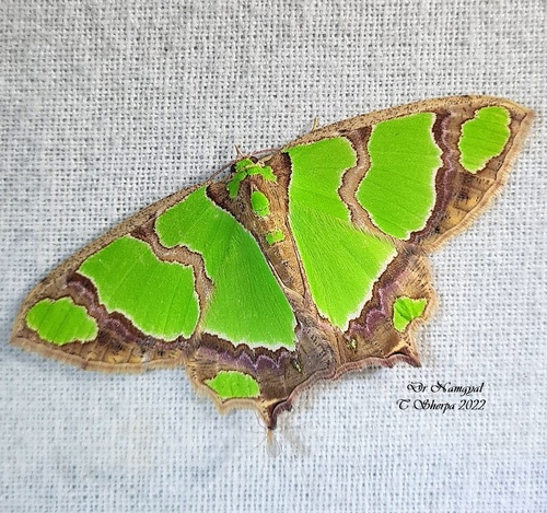 Agathia quinaria