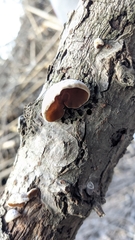 Schizophyllum amplum