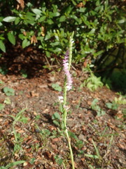 Spiranthes australis