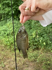 Lepomis cyanellus