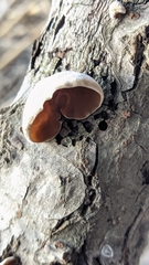 Schizophyllum amplum