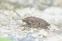 Rhyparothesus atomarius