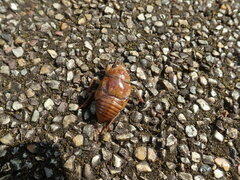 Graptopsaltria nigrofuscata