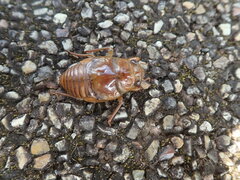 Graptopsaltria nigrofuscata