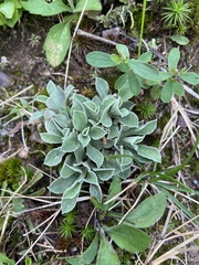 Antennaria