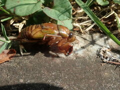 Graptopsaltria nigrofuscata