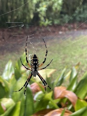 Argiope aurantia
