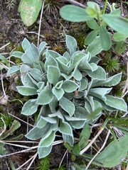 Antennaria