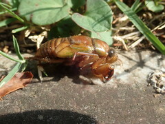 Graptopsaltria nigrofuscata