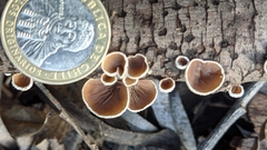 Schizophyllum amplum