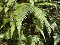 Metathelypteris gracilescens