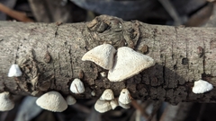 Schizophyllum amplum