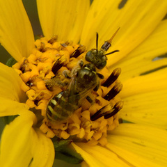 Cockerellia