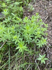 Galium mollugo