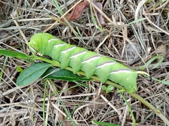 Sphinx ligustri