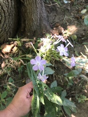 Phlox