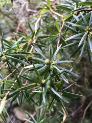 Cyathodes glauca