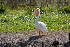 Pelecanus erythrorhynchos