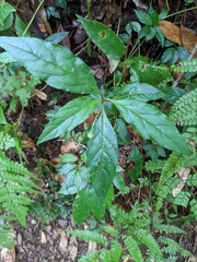 Lysimachia ardisioides
