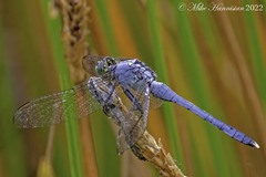 Erythemis simplicicollis