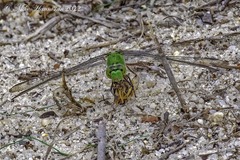 Erythemis simplicicollis