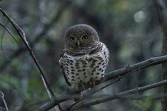Glaucidium capense ngamiense