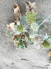 Eryngium maritimum