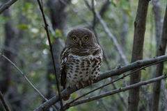 Glaucidium capense ngamiense
