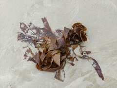 Saccorhiza polyschides