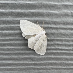 Campaea perlata