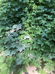 Humulus scandens