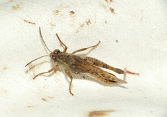 Calliptamus italicus