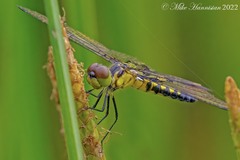 Celithemis martha