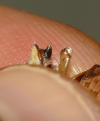 Calliptamus italicus