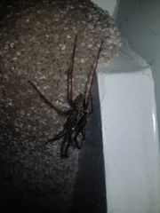 Eratigena atrica
